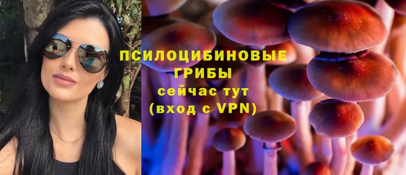 Галлюциногенные грибы Cubensis  Весьегонск 